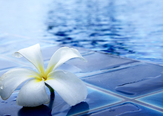 fleur blanche bord de piscine