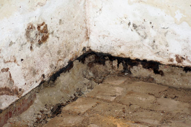 Cave humide