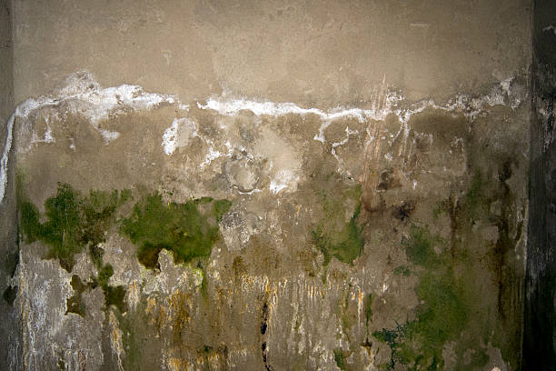 Humidité dans les caves et sous-sols : pourquoi faire appel à des experts